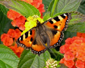 Schmetterling