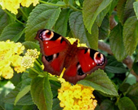 Schmetterling