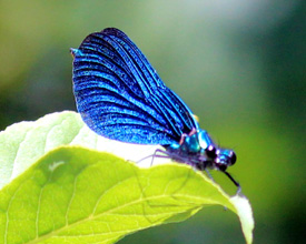 Schmetterling