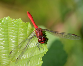 Schmetterling