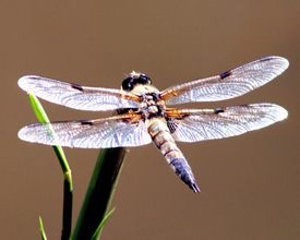 Schmetterling