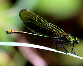 Schmetterling