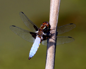 Schmetterling